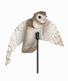 Hunting Barn Owl